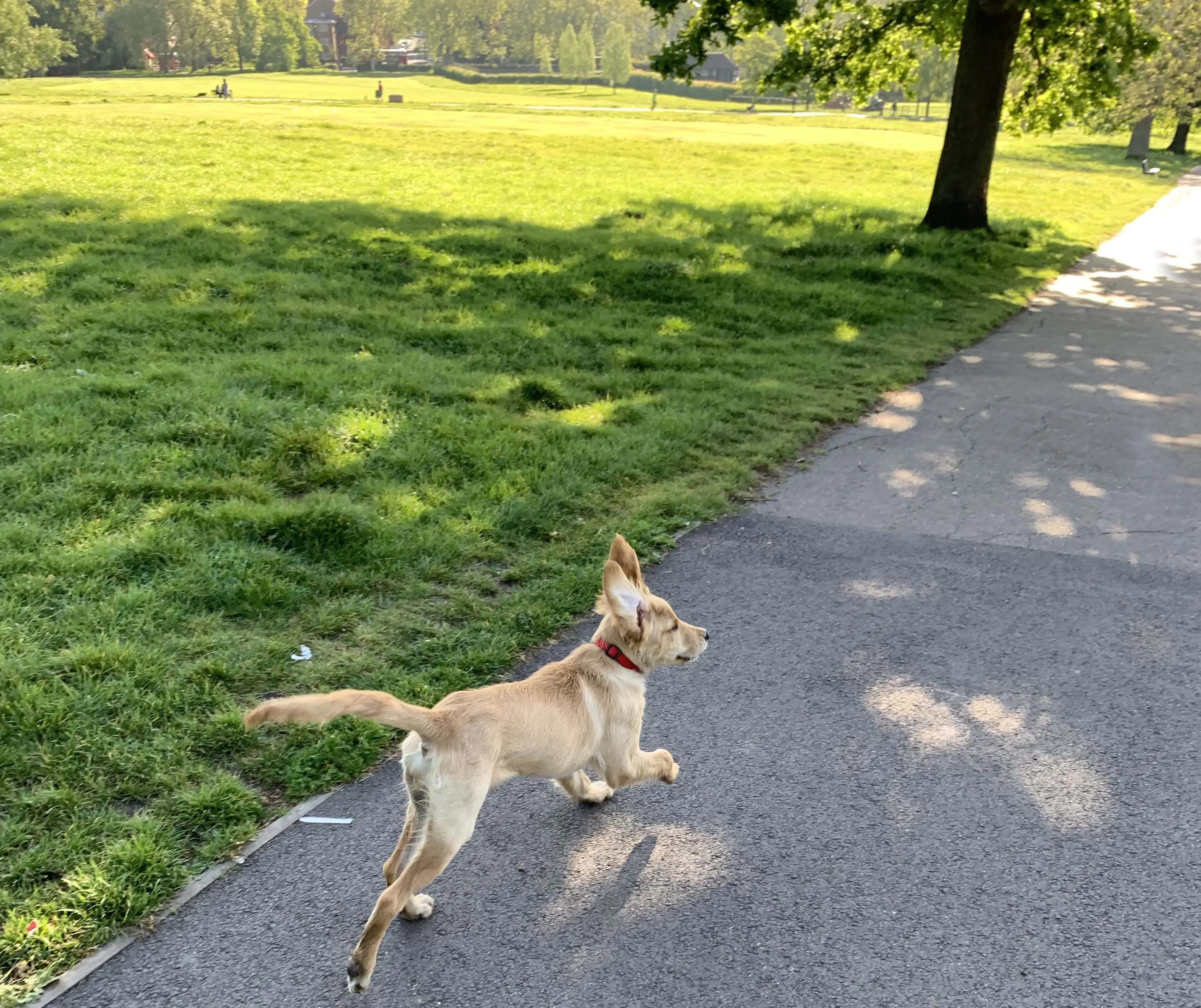 Dog running in Hampstead Heath on a beautiful sunny day, with a green background of grass and trees in the park