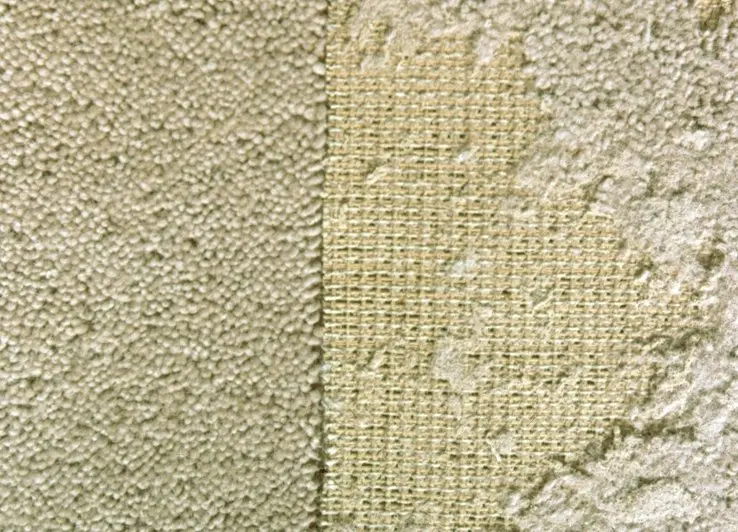 Moth Damage on Carpet