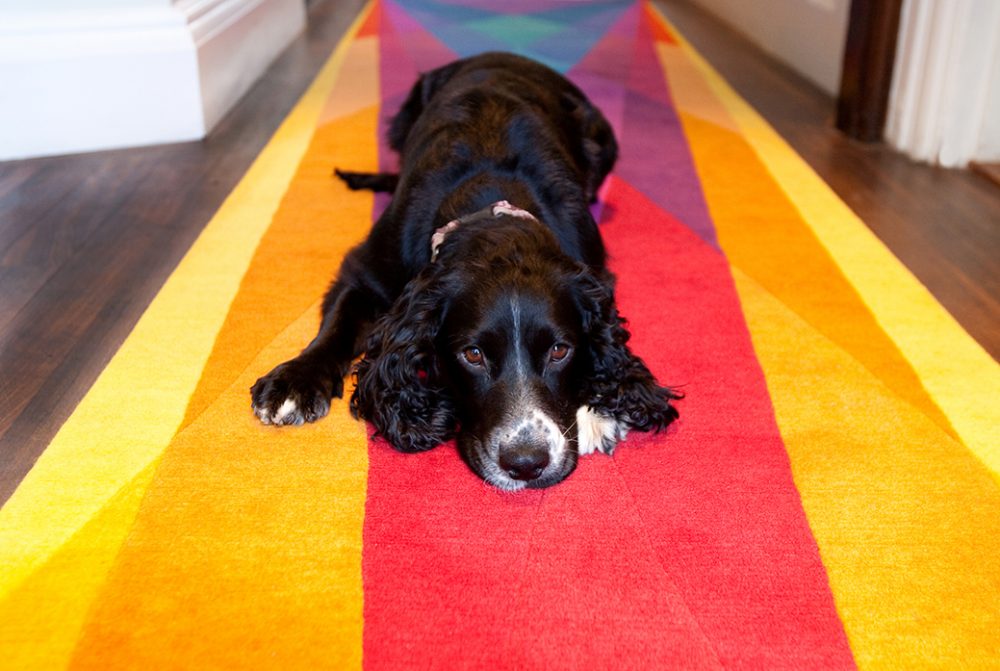 Sparkle our wonderful studio dog, laying on our Rainbow Runner!