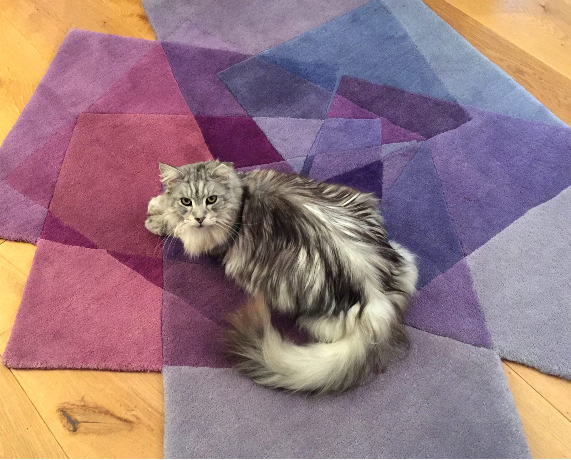 How to get pet stains out of rugs Sonya Winner Vibrant Contemporary Rugs