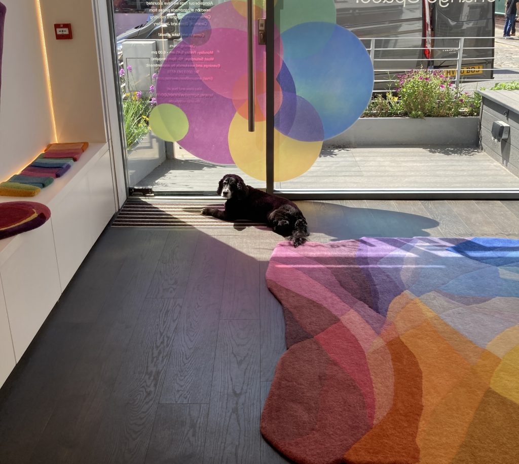 How to get pet stains out of rugs Sonya Winner Vibrant Contemporary Rugs