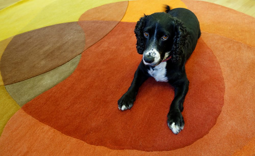 how to get stains out of carpet