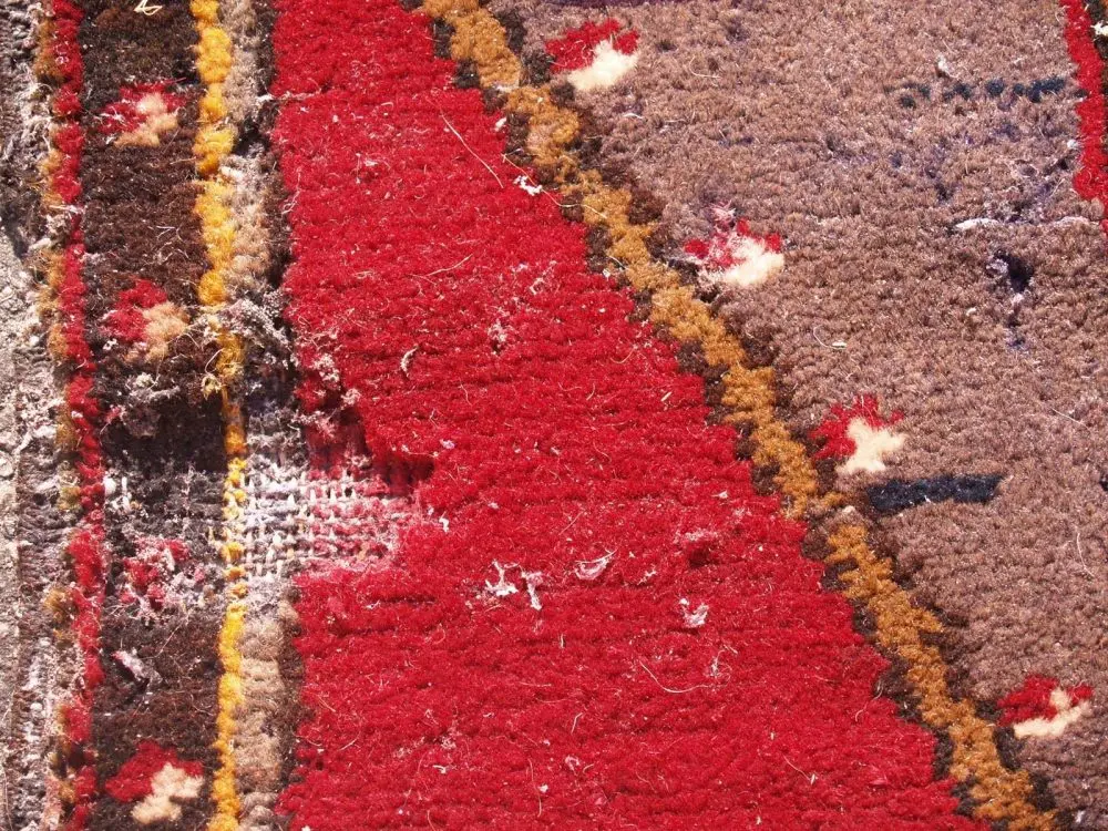 rug moths