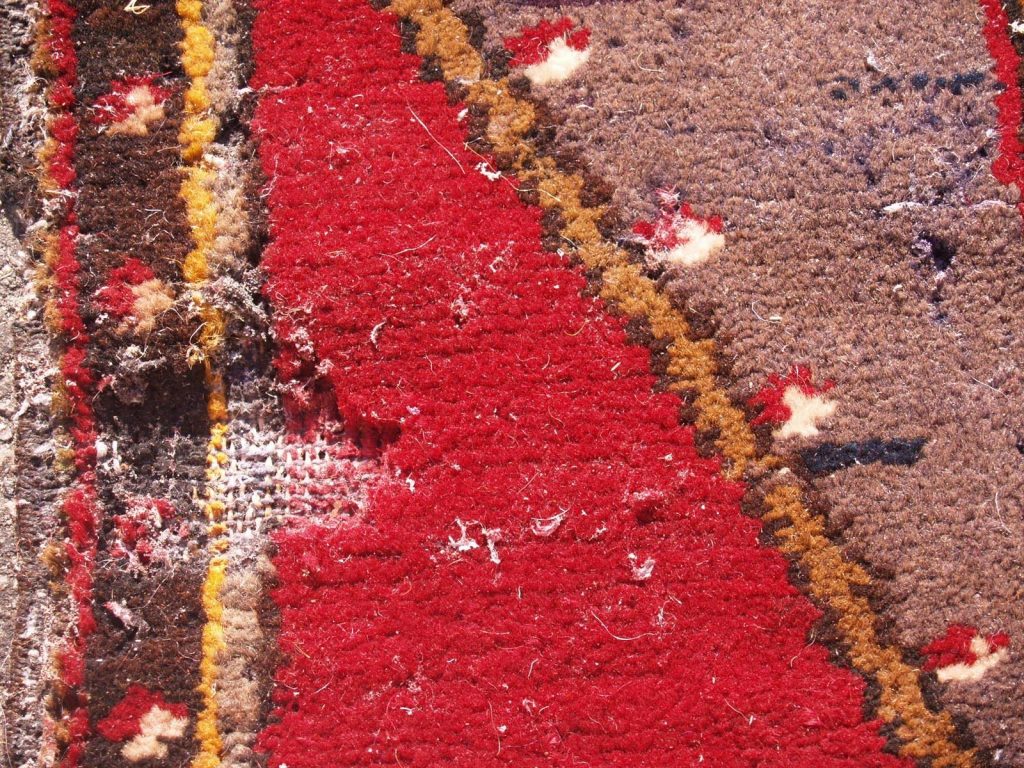 Get Rid of Wool Moths Sonya Winner Vibrant Contemporary Rugs