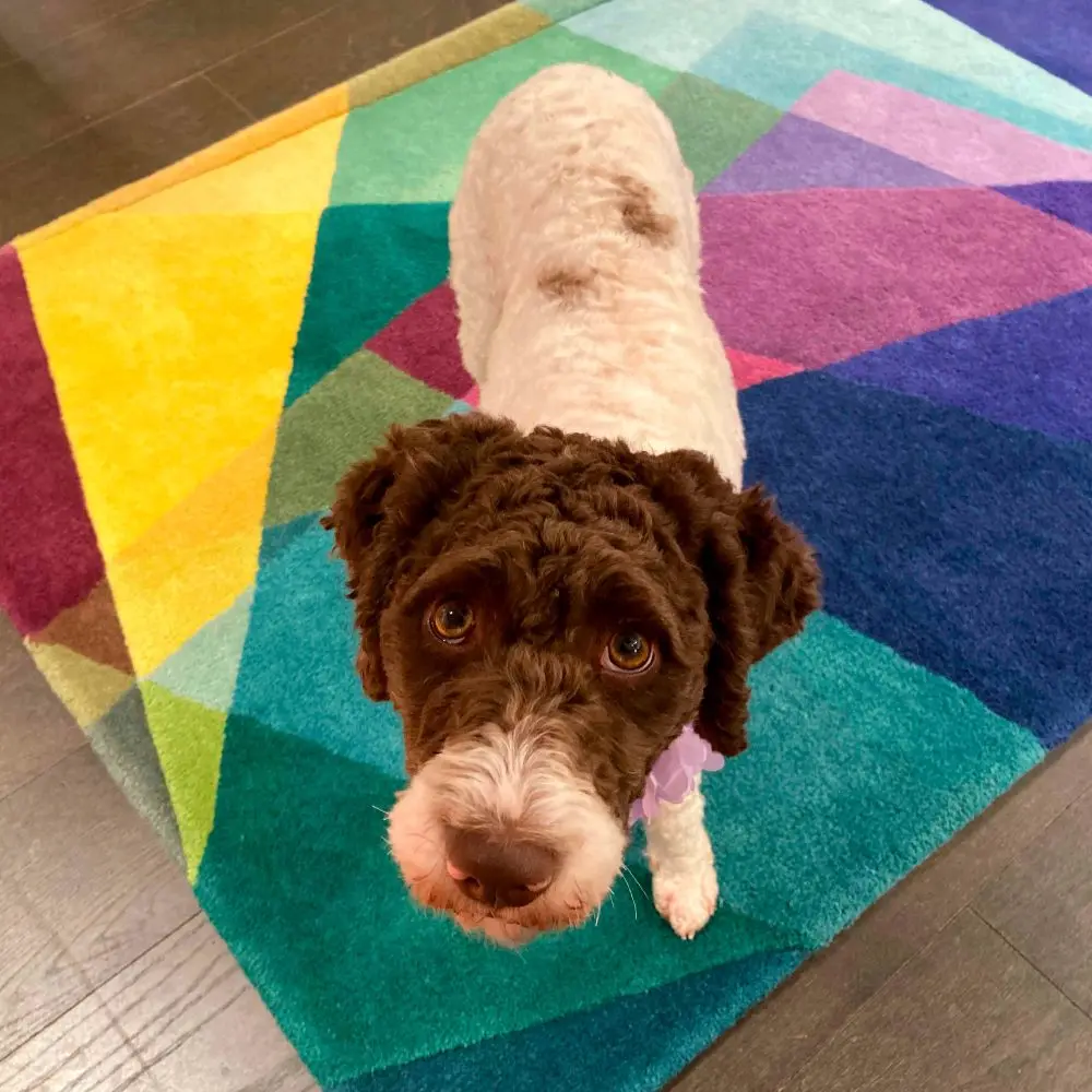 How to Get Dog Pee out of Carpet