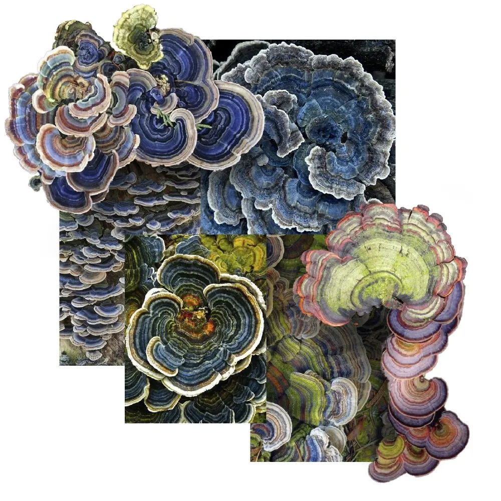 Trametes versicolor