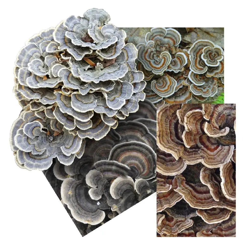 Trametes versicolor