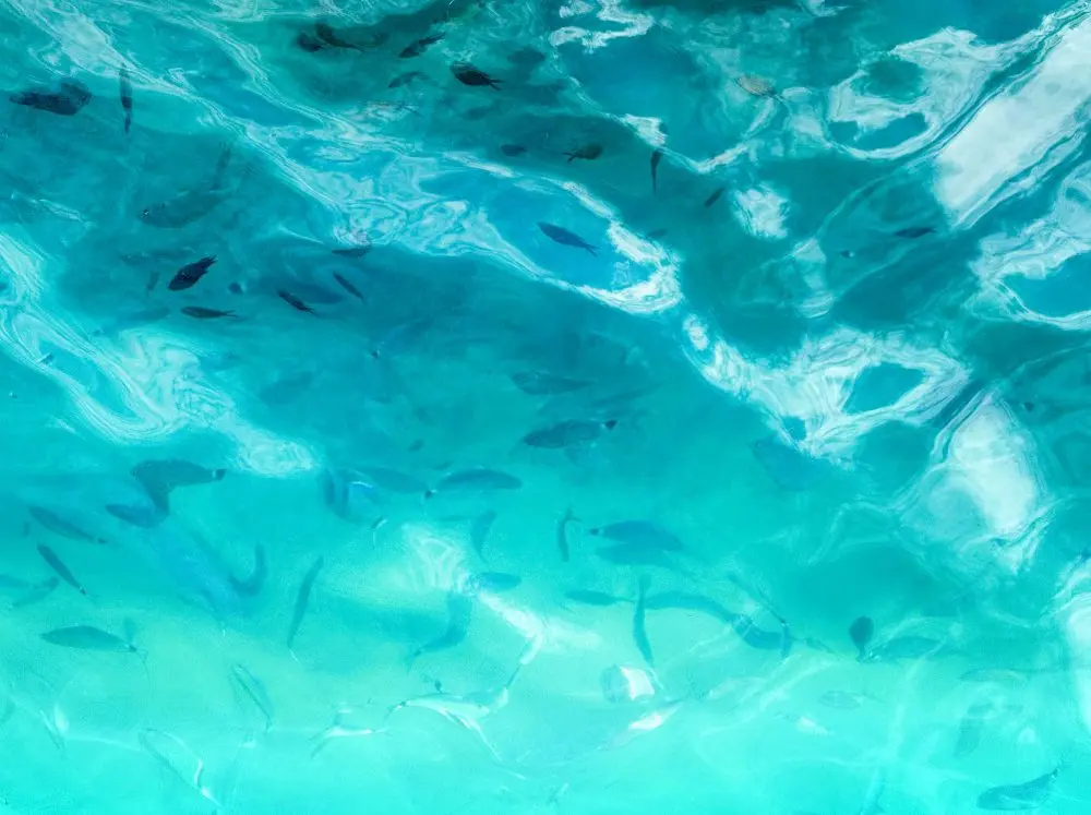 Greecian fish in the sea